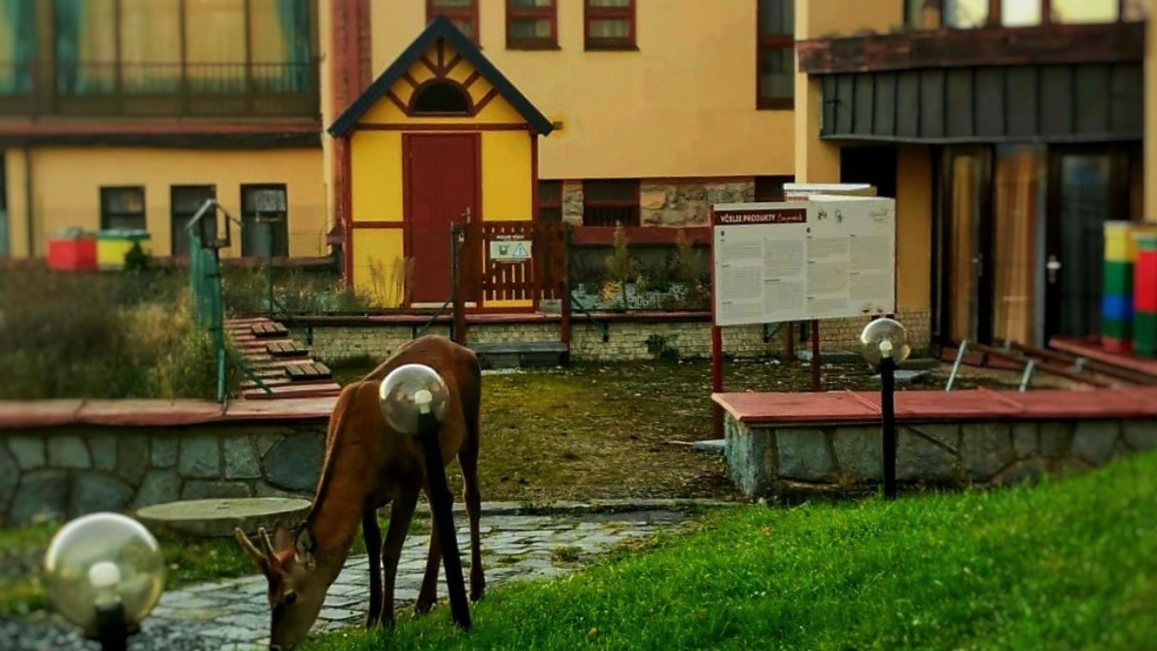 Jeleň v Starom Smokovci