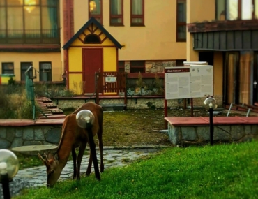 Jeleň v Starom Smokovci