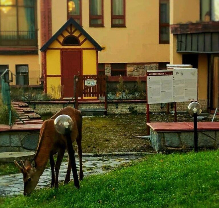 Jeleň v Starom Smokovci