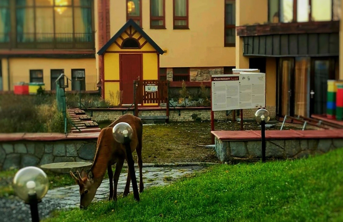 Jeleň v Starom Smokovci