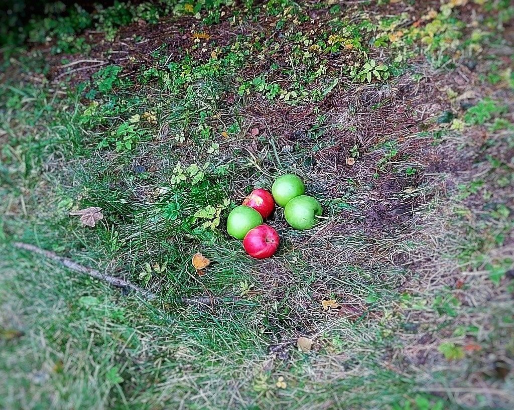 Potrava, ktorú zvieraťu doniesli ľudia