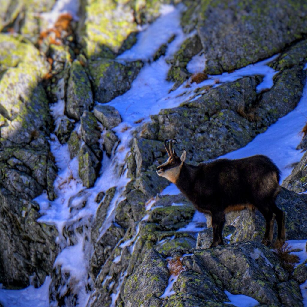 Tohtoročné jesenné sčítanie kamzíkov sa konalo v stredu 5. novembra. Foto: Správa TANAPu.