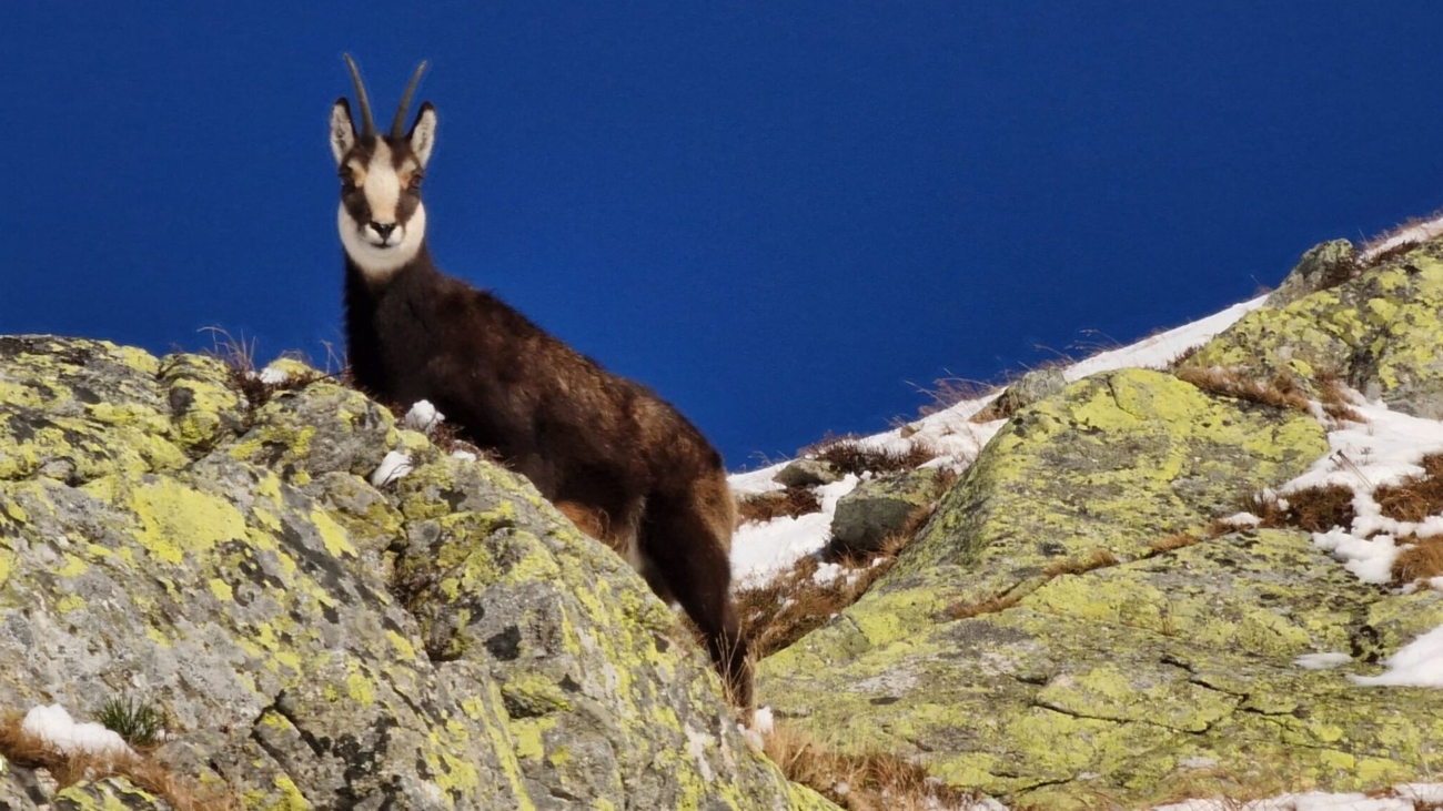 Oproti minulému roku, keď evidovali vo Vysokých Tatrách 949 jedincov, ich tento rok napočítali 587. Foto: Správa TANAPu.