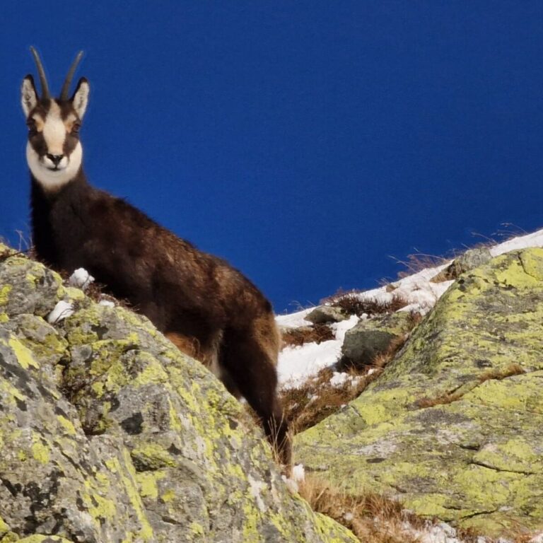Oproti minulému roku, keď evidovali vo Vysokých Tatrách 949 jedincov, ich tento rok napočítali 587. Foto: Správa TANAPu.