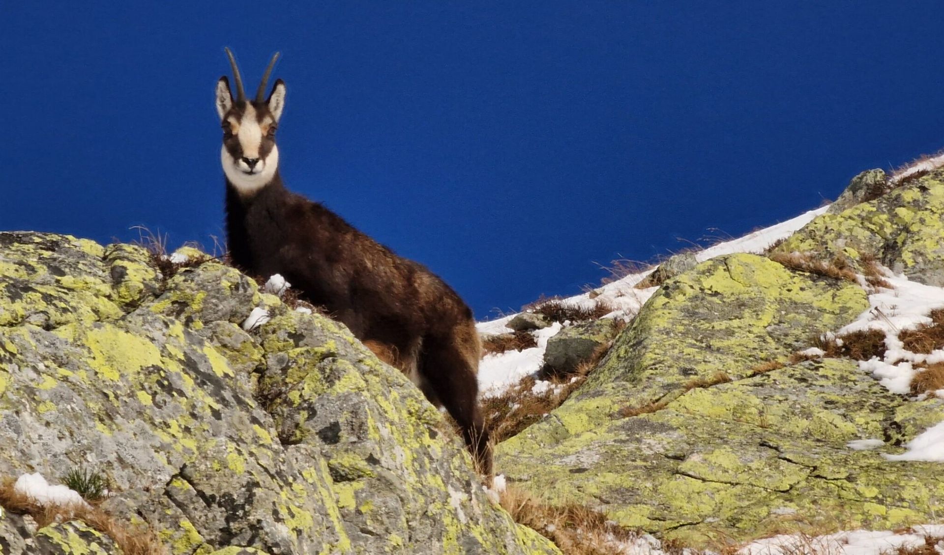 Oproti minulému roku, keď evidovali vo Vysokých Tatrách 949 jedincov, ich tento rok napočítali 587. Foto: Správa TANAPu.