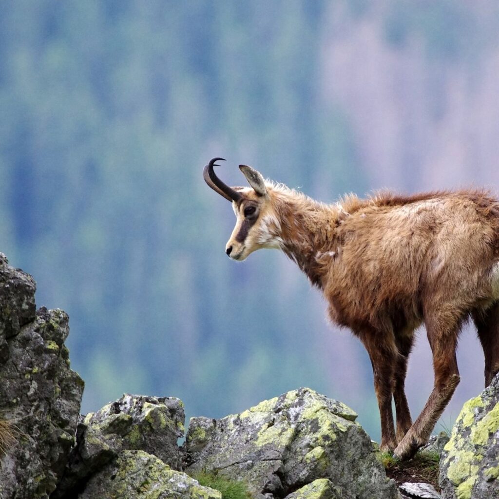 Na slovenskej strane Tatier napočítali tento rok 587 jedincov. Foto: Správa TANAPu.