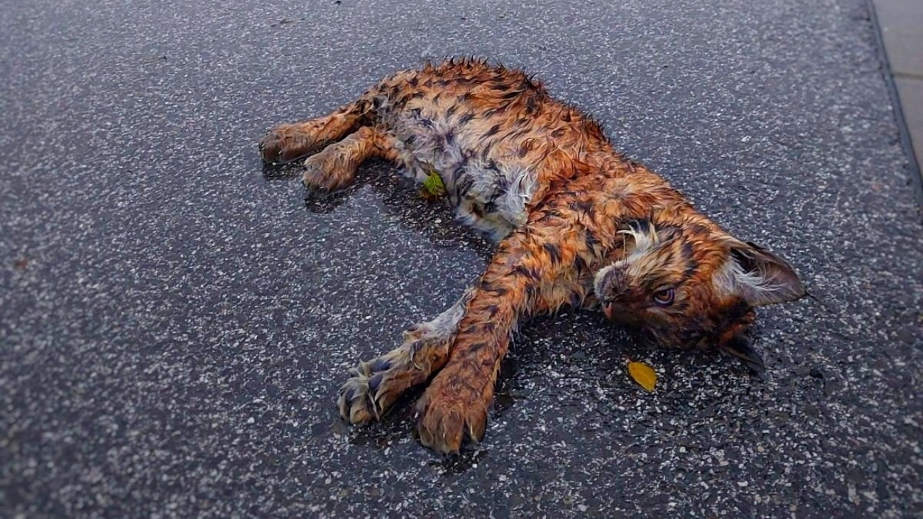 Zbytočná smrť. Rys zahynul pod kolesami auta