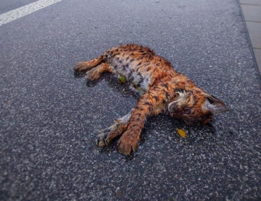 Zbytočná smrť. Rys zahynul pod kolesami auta