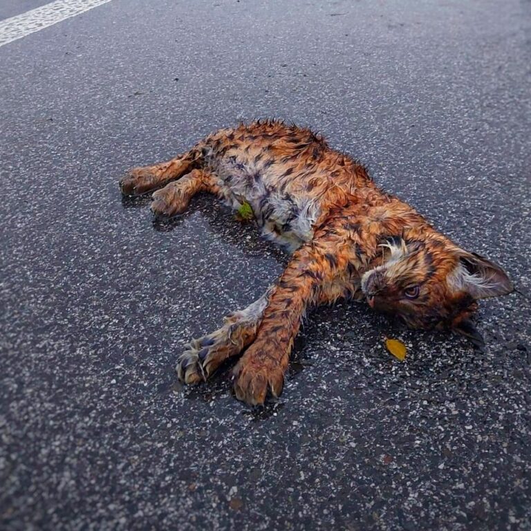 Zbytočná smrť. Rys zahynul pod kolesami auta