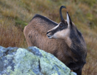 Dnes budú v Tatrách sčítavať kamzíky