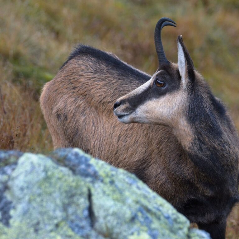 Dnes budú v Tatrách sčítavať kamzíky