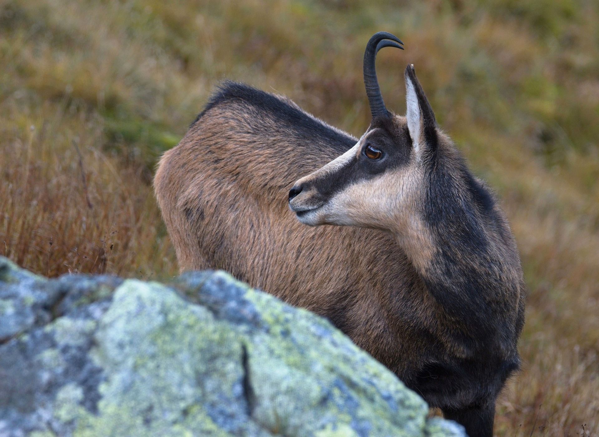 Dnes budú v Tatrách sčítavať kamzíky