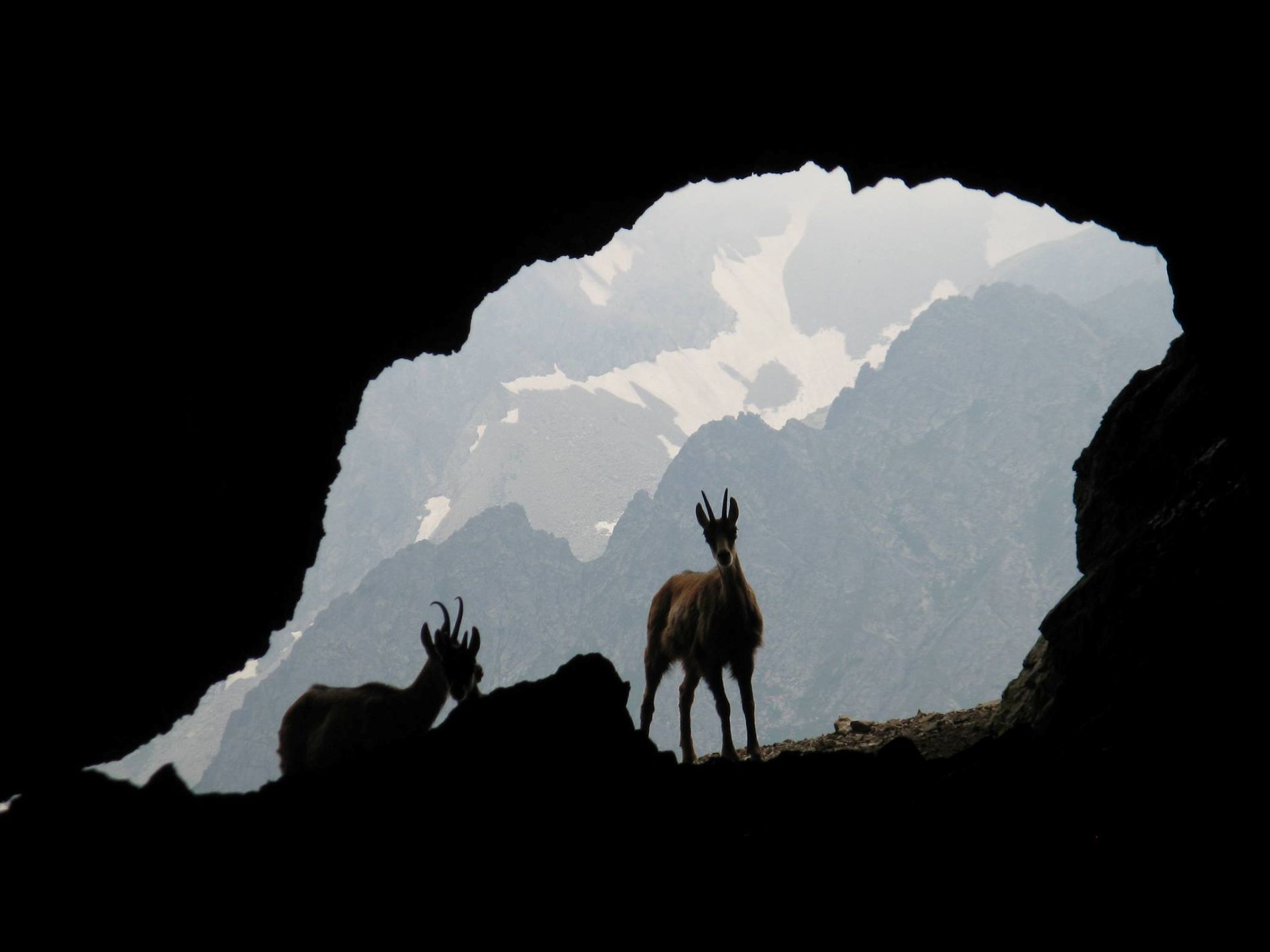 Kamzík vrchovský tatranský - jedinečný endemit