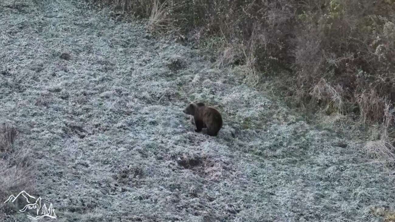 Medvede v Západných Tatrách, môžu to byť aj Golemovi potomkovia. Foto: Tomáš Kučera.