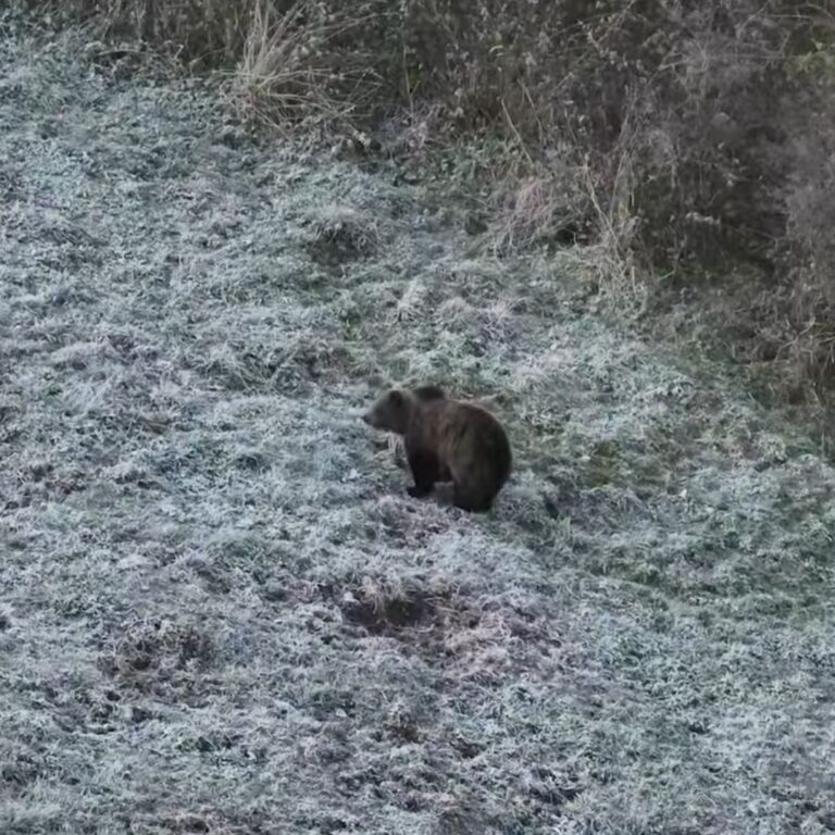 Medvede v Západných Tatrách, môžu to byť aj Golemovi potomkovia. Foto: Tomáš Kučera.