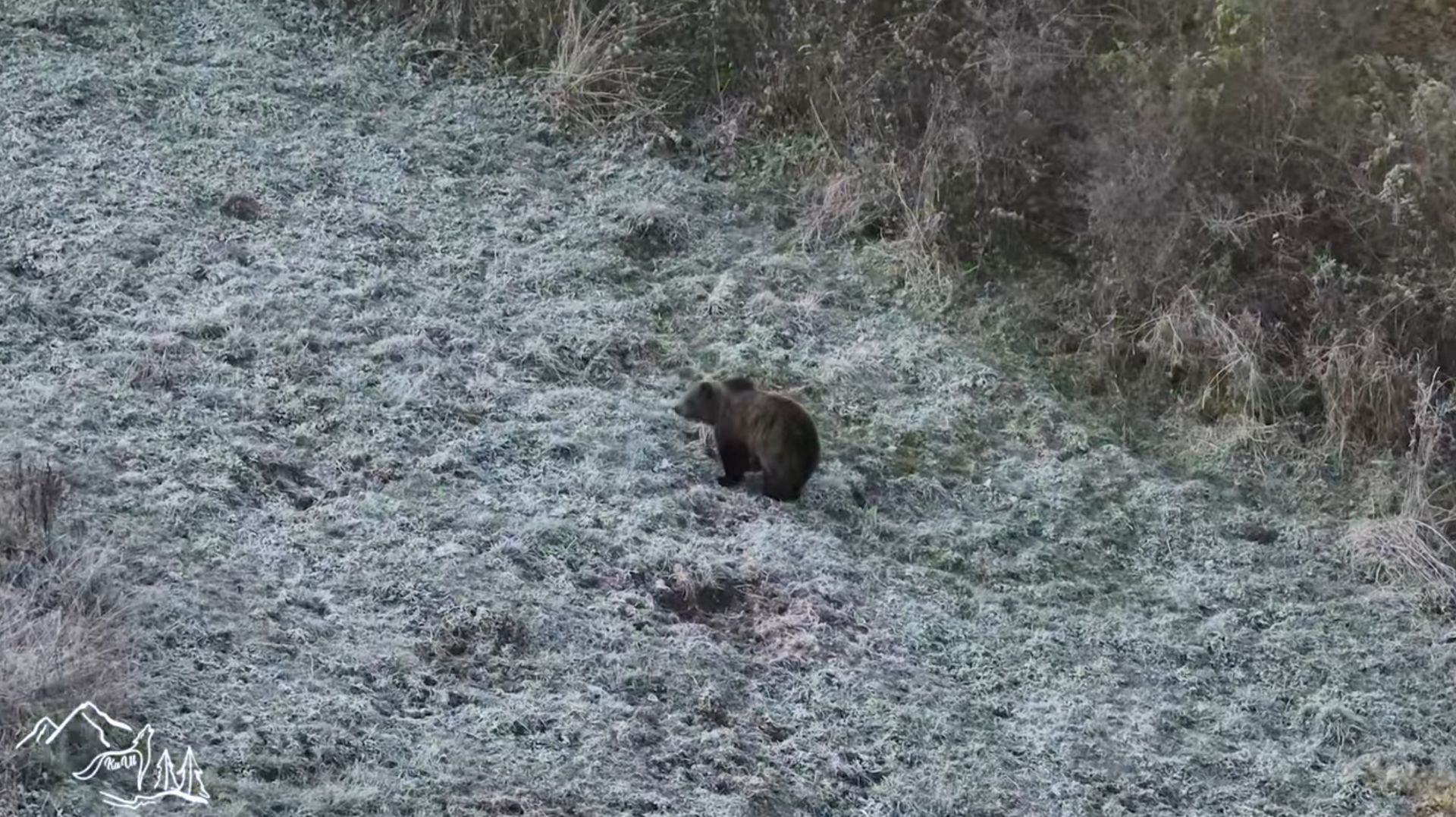Medvede v Západných Tatrách, môžu to byť aj Golemovi potomkovia. Foto: Tomáš Kučera.
