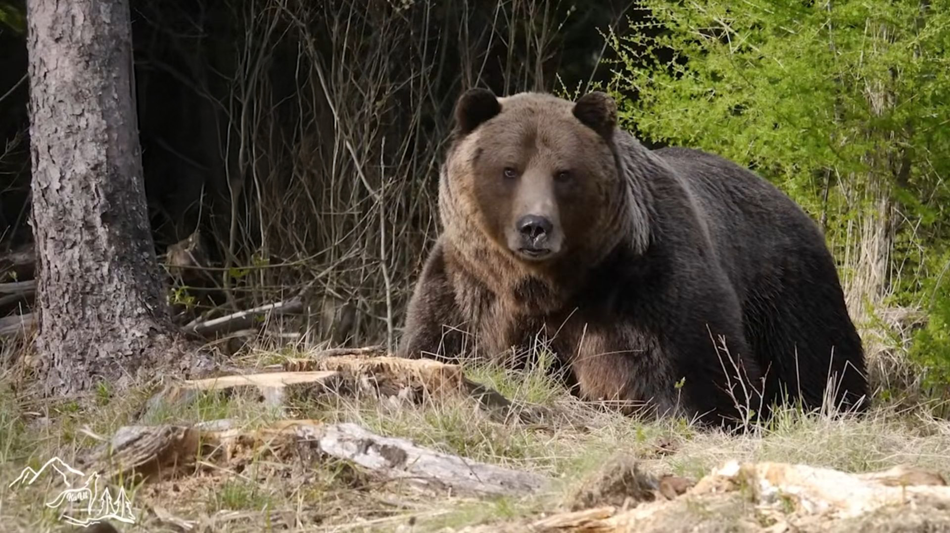 Fotografia medveďa Golema z mája 2015. Foto: Tomáš Kučera.