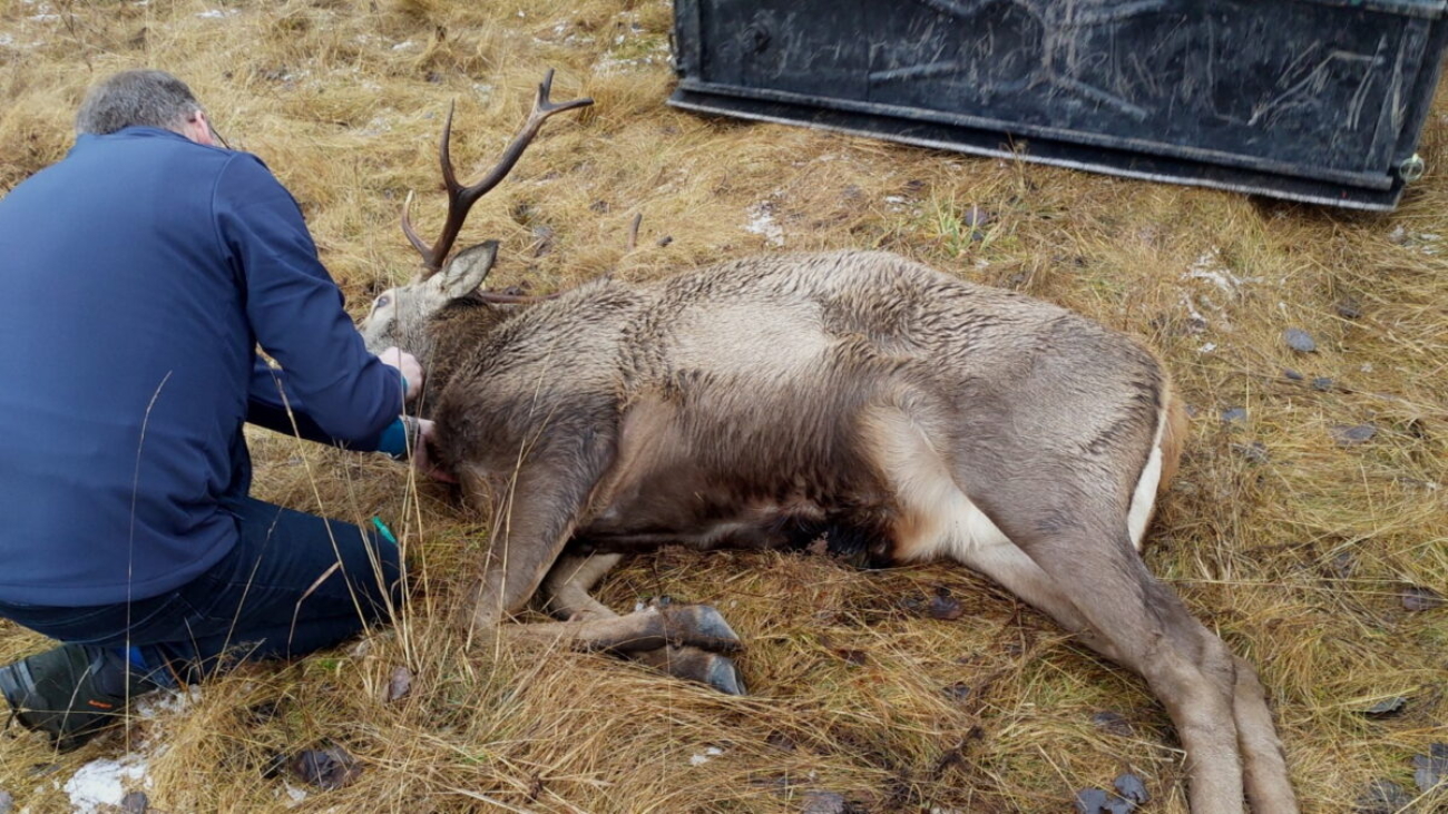 Jeleň, ktorého odchytili v Dolnom Smokovci