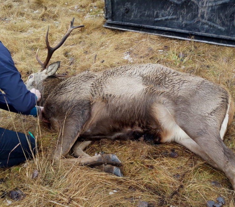 Jeleň, ktorého odchytili v Dolnom Smokovci