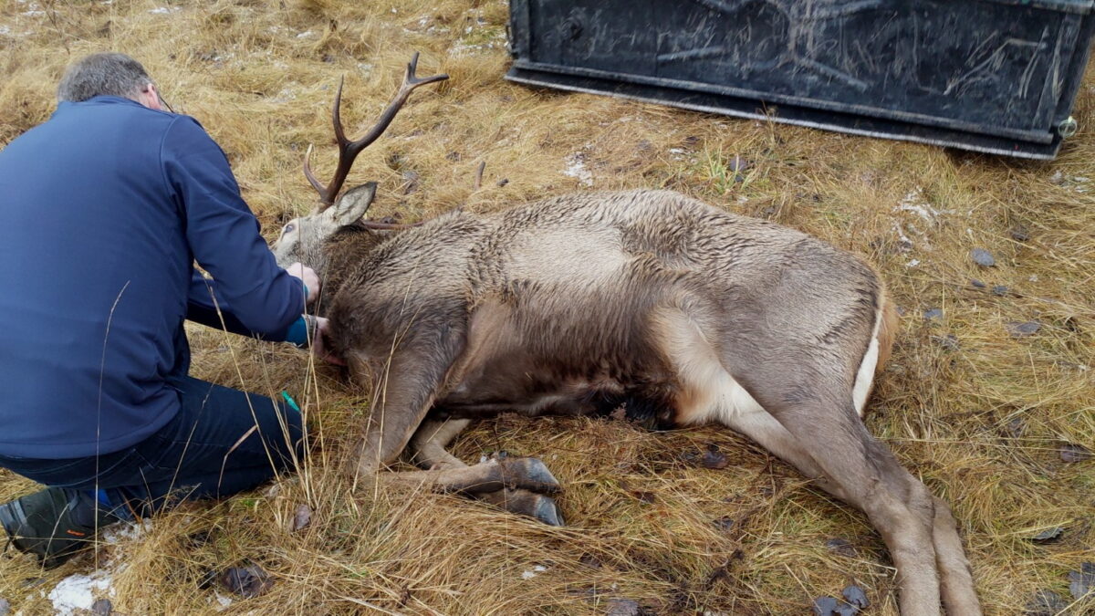 Jeleň, ktorého odchytili v Dolnom Smokovci