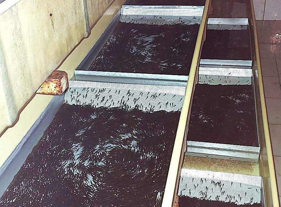 V stredisku sa starajú o všetky štádia vývoja rýb