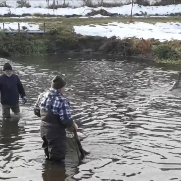 Výlov v rybníkoch TANAP-u