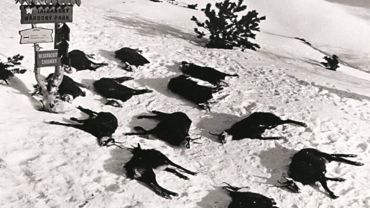 Uhynuté kamzíky pod Barancom