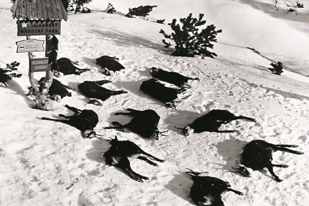 Uhynuté kamzíky pod Barancom