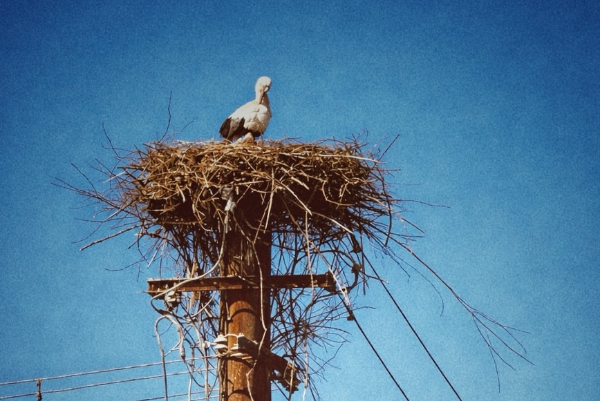 Na nových hniezdach sa už bociany udomácnili