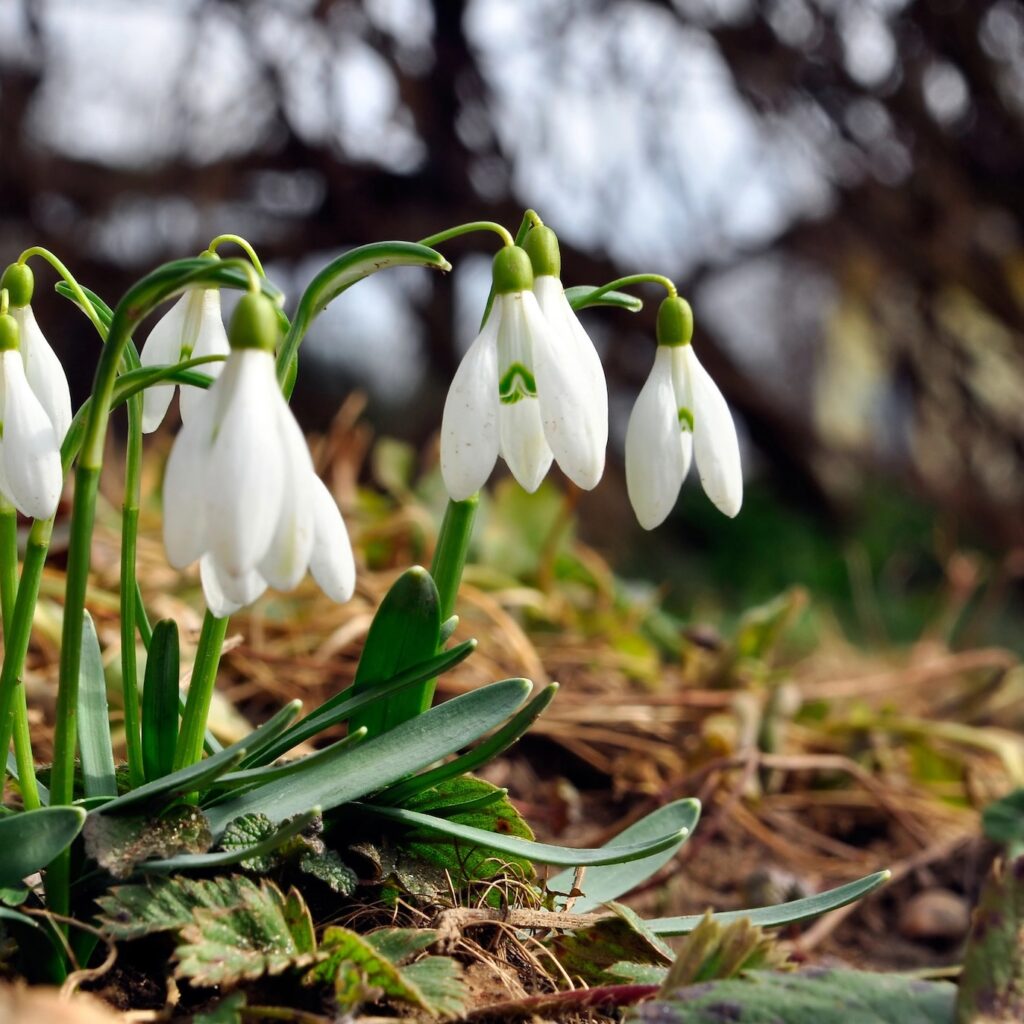 Snežienky sú zákonom chránené na celom území Slovenska. Foto: Depositphotos.