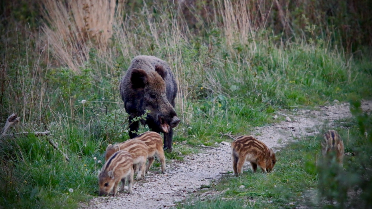 Diviačicu a jej mláďatá vyrušovať netreba