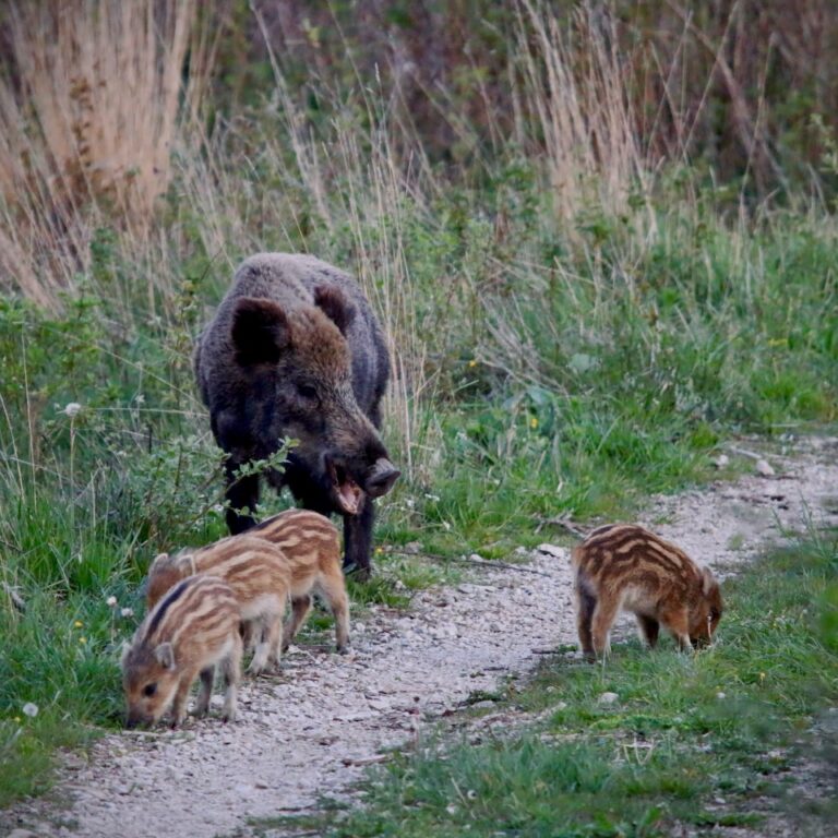 Diviačicu a jej mláďatá vyrušovať netreba