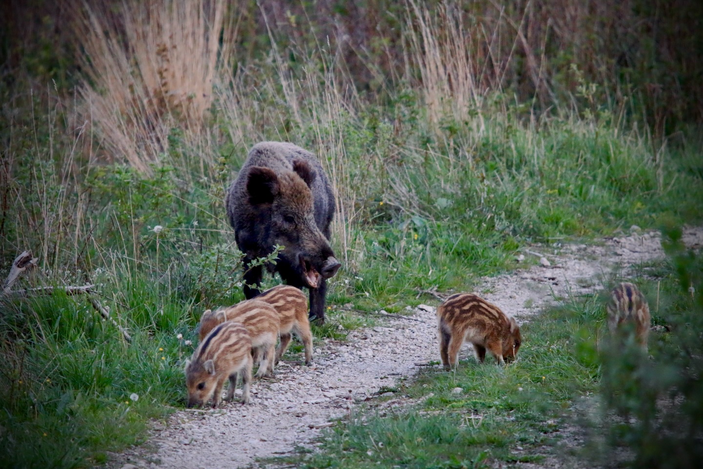 Diviačicu a jej mláďatá vyrušovať netreba