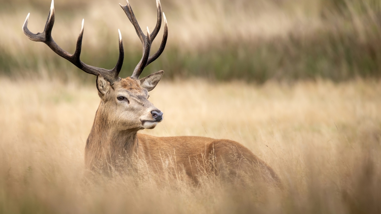 Jelenie parohy poskytujú poľovníkom dôležité informácie o zdraví, veku a kvalite zveri. Foto: Depositphotos.