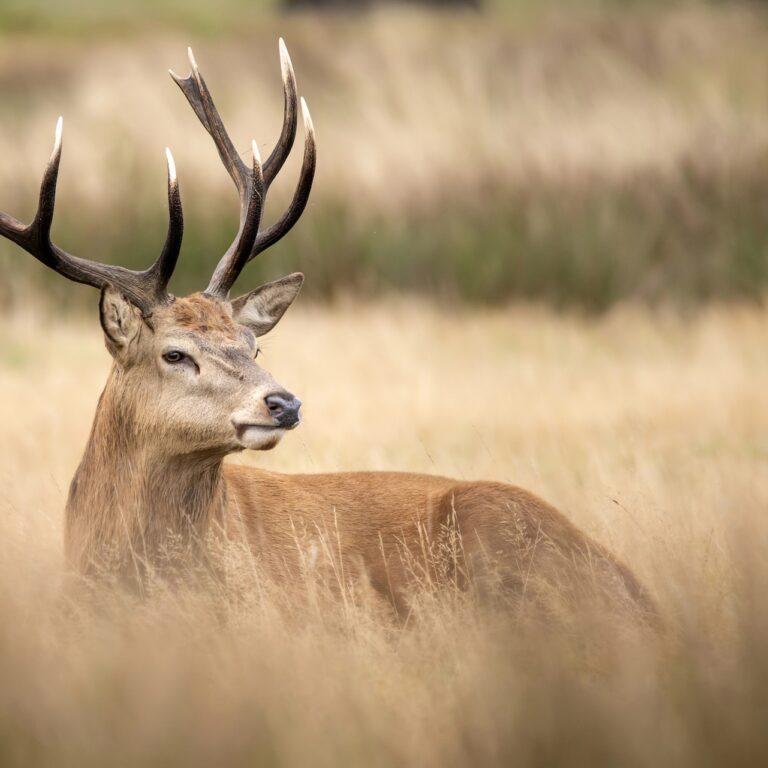 Jelenie parohy poskytujú poľovníkom dôležité informácie o zdraví, veku a kvalite zveri. Foto: Depositphotos.
