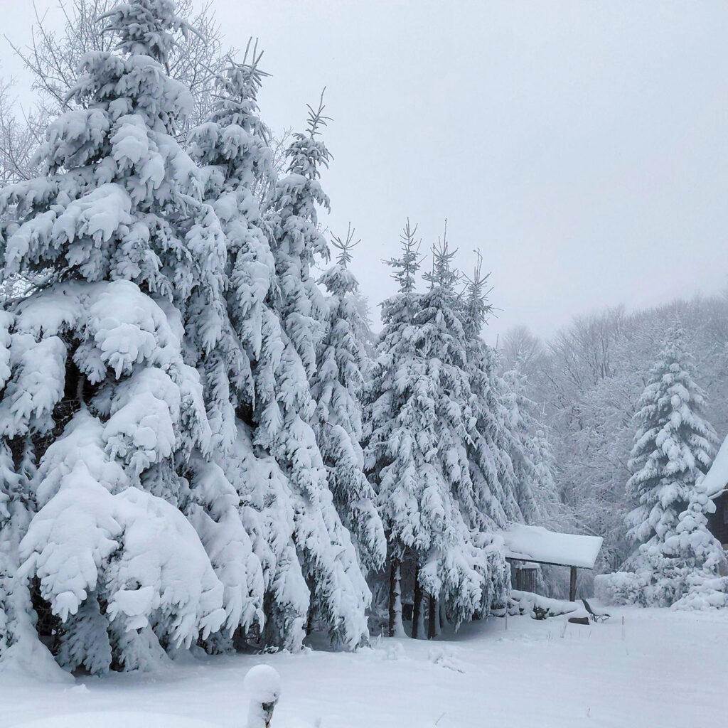 Kohútka, Javoríky, na konci marca. Foto: Hela Hrustincova.