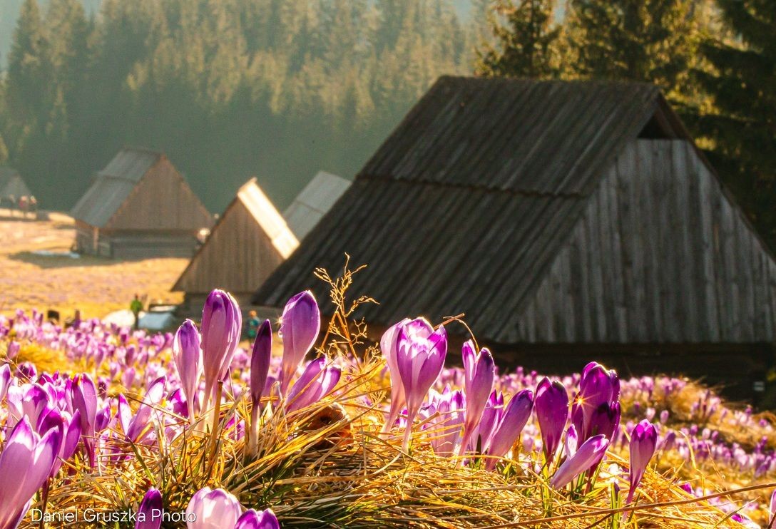 Krokusy v Chocholovskej doline