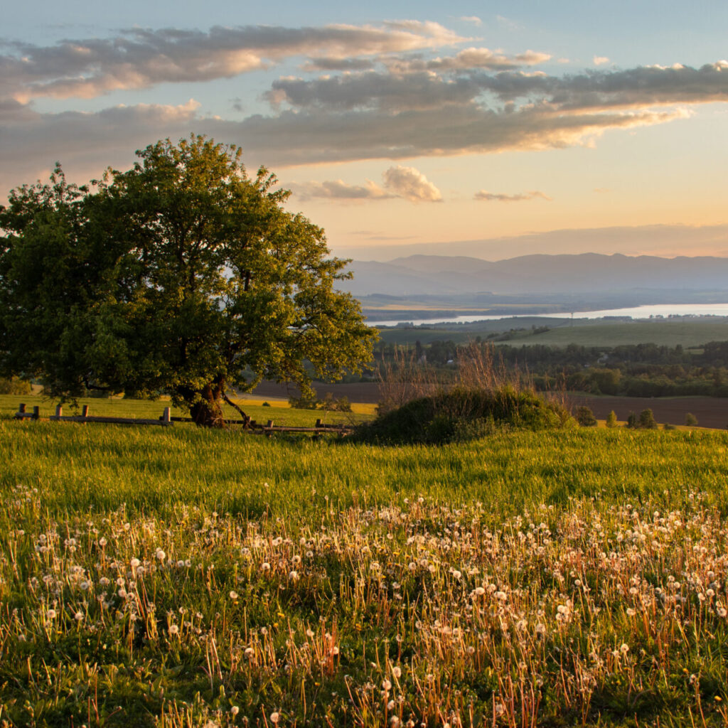 Stopäťdesiatročnú jabloň planá z Liptovský Mikuláš