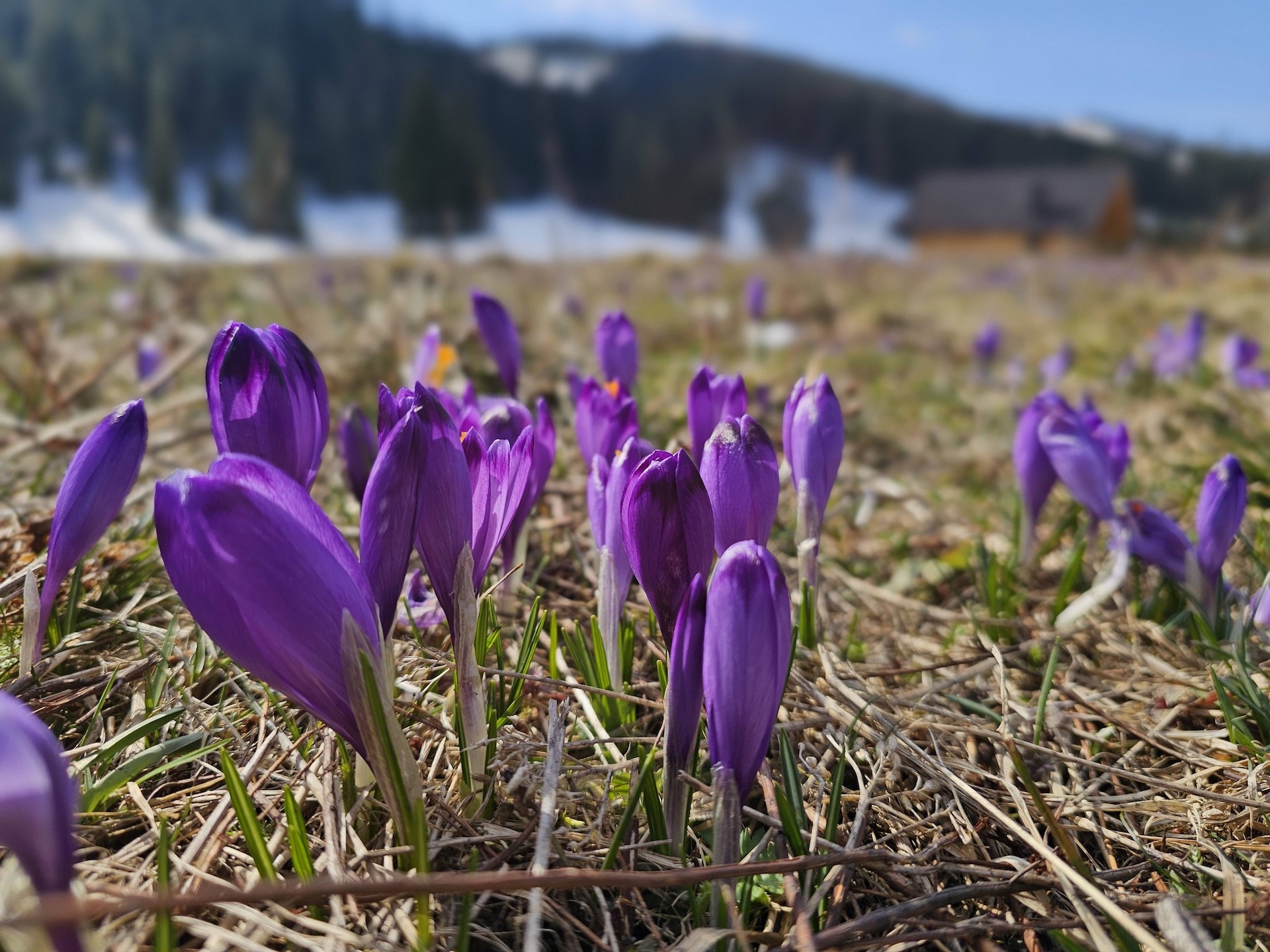 Rozkvitnuté krokusy na lúkach Polany Chochlovskej. Foto: Peter Tobis.