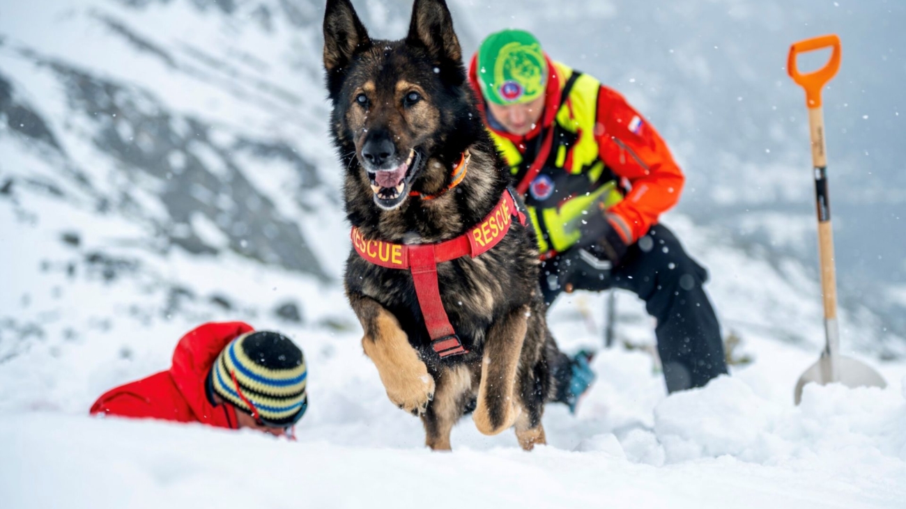 Do záchrany ľudí zapájajú v horách aj špeciálne vycvičených psov