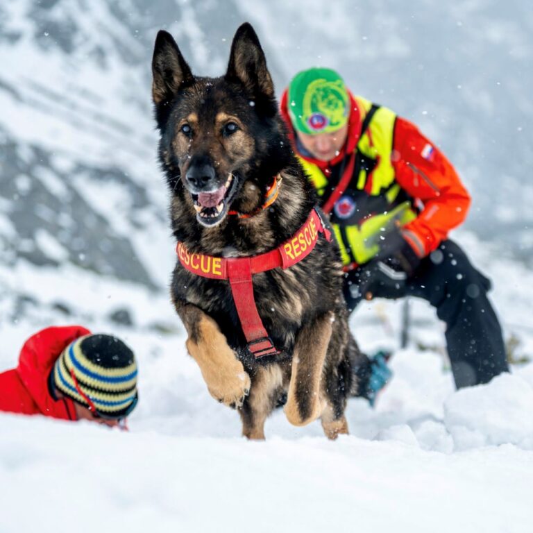Do záchrany ľudí zapájajú v horách aj špeciálne vycvičených psov
