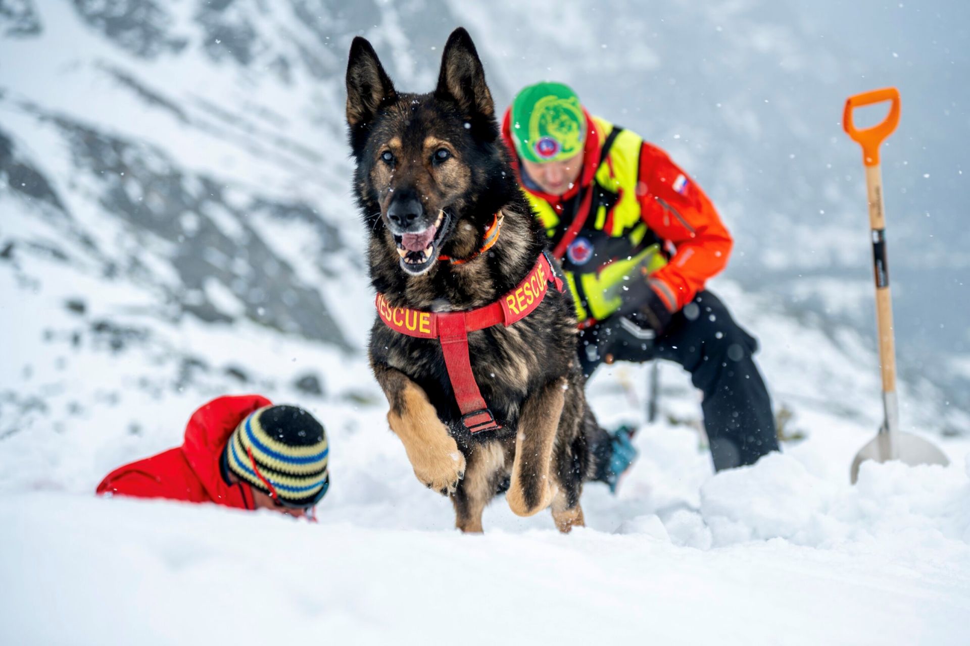 Do záchrany ľudí zapájajú v horách aj špeciálne vycvičených psov