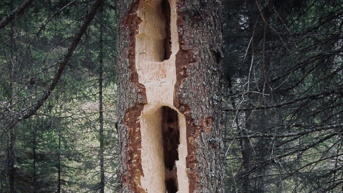 Kto takto "skrášlil" strom?