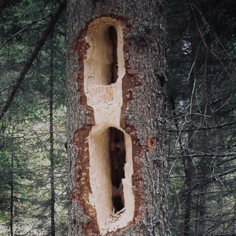 Kto takto "skrášlil" strom?