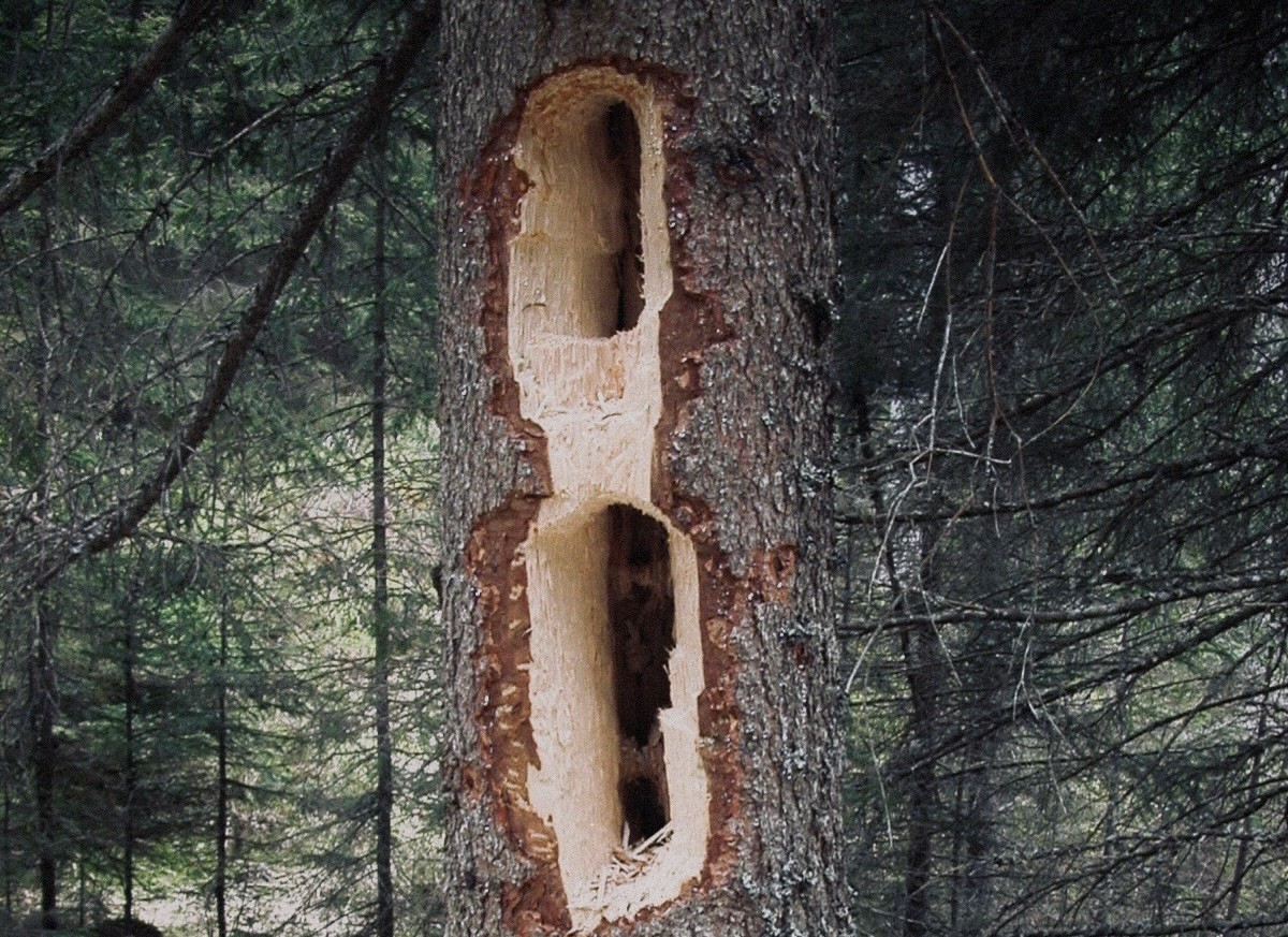 Kto takto "skrášlil" strom?