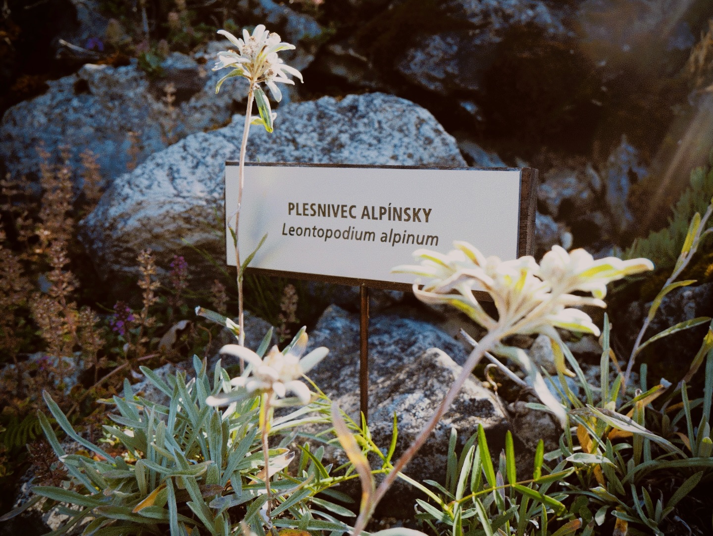 Typický zástupca tatranskej flóry