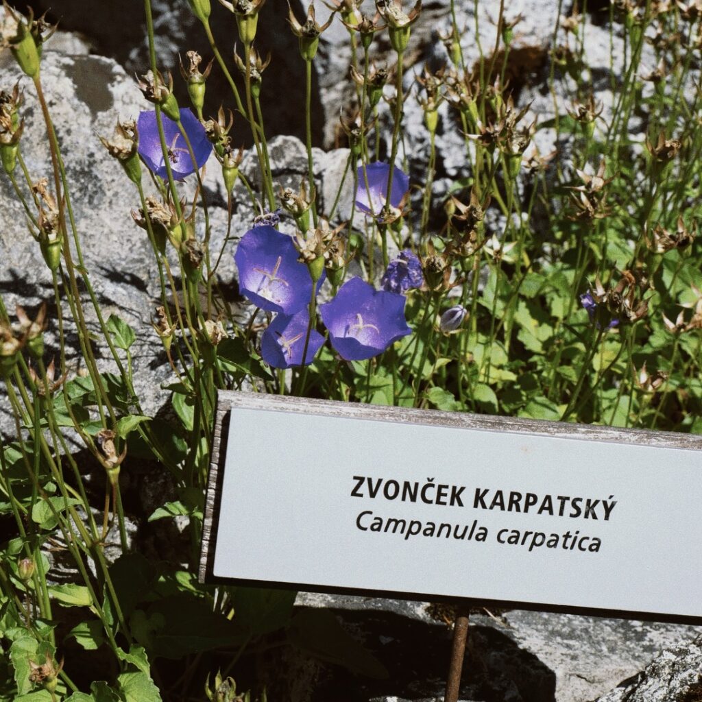 Rastlinka známa aj z blízkosti tatranských turistických chodníkov