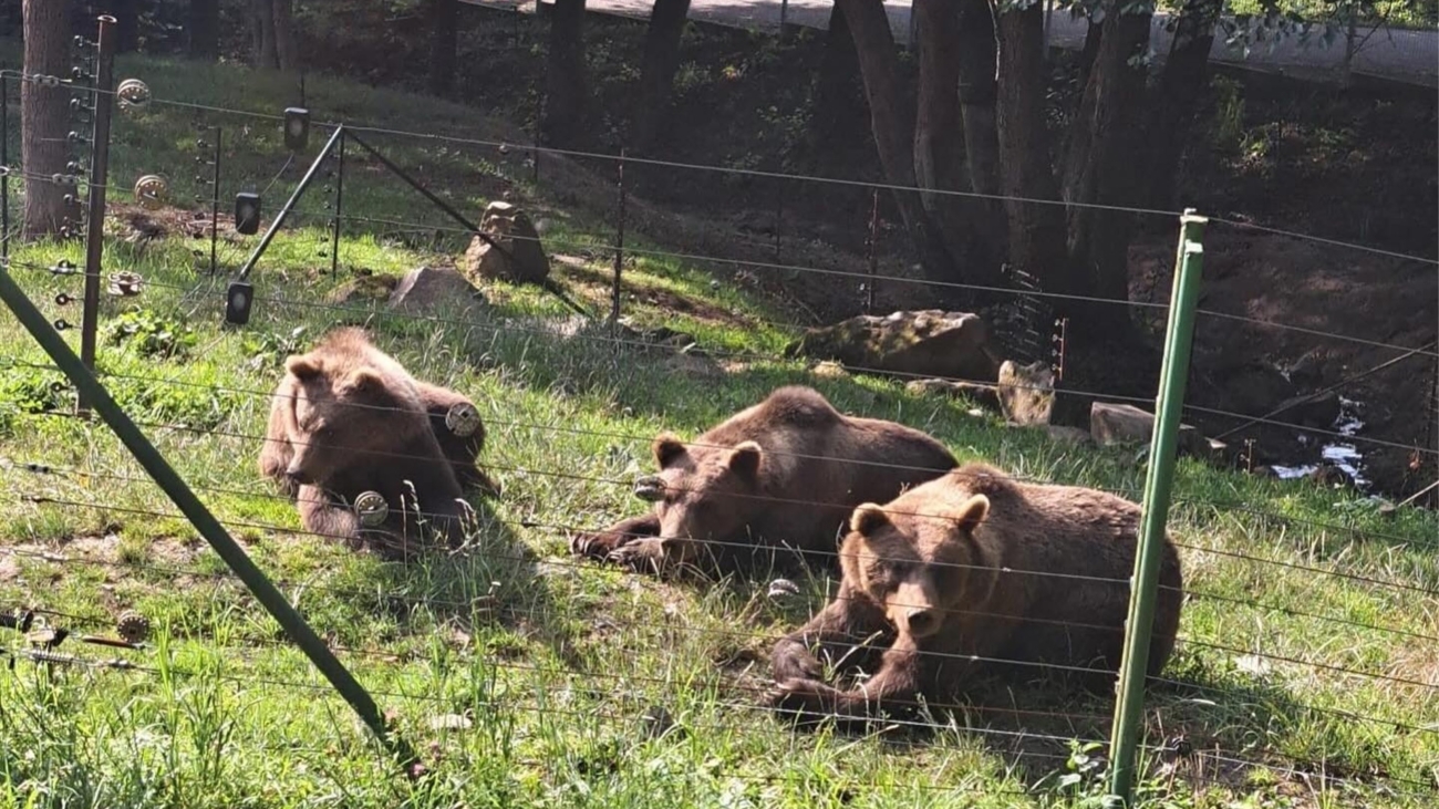 Medvedí súrodenci v košickej ZOO. Foto: Facebook ZOO Košice.