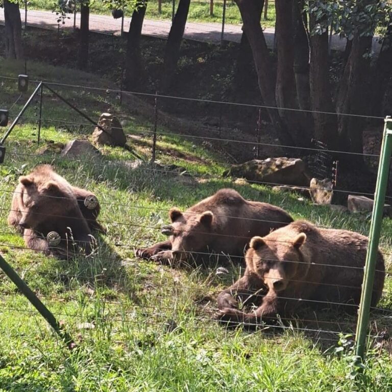 Medvedí súrodenci v košickej ZOO. Foto: Facebook ZOO Košice.
