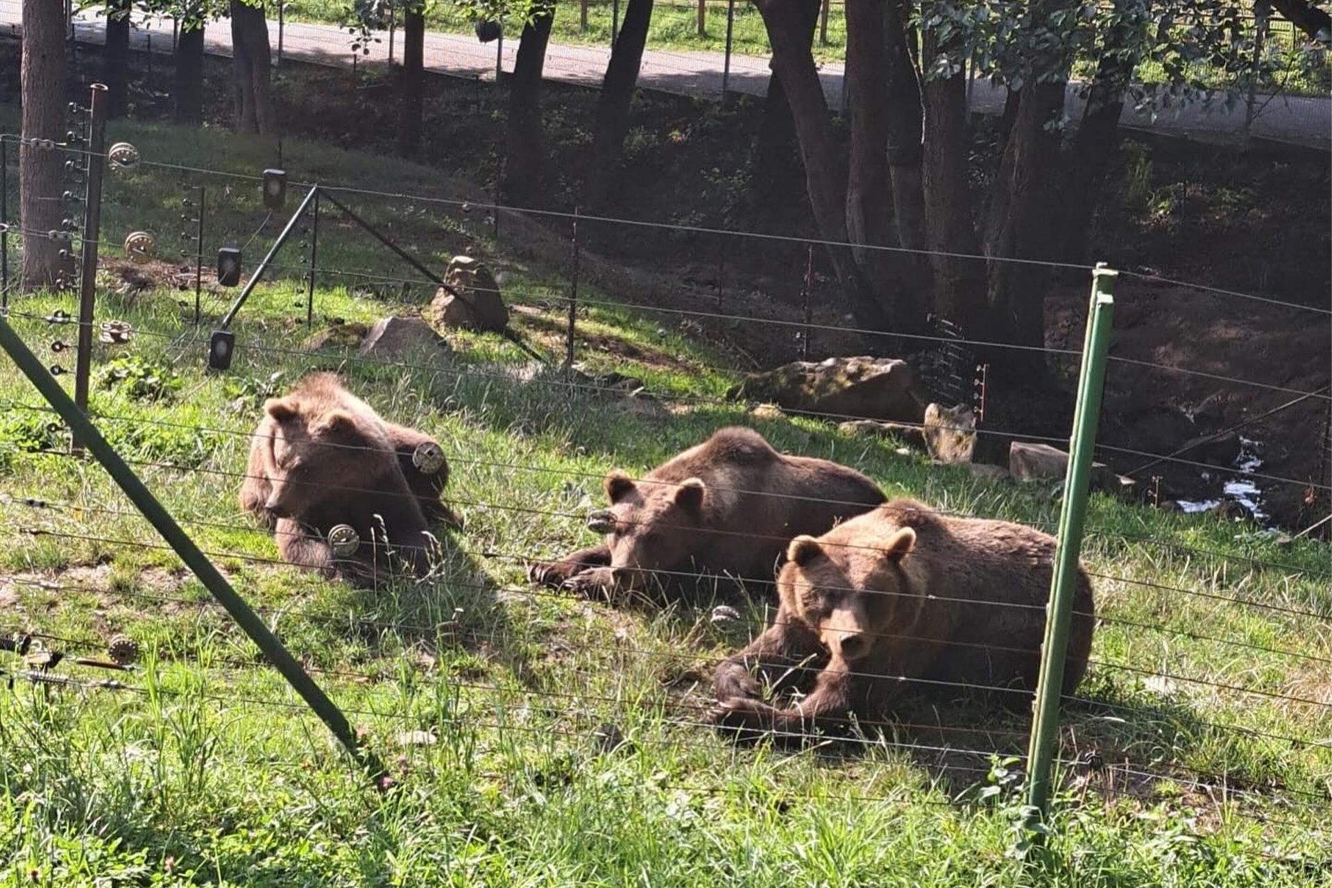 Medvedí súrodenci v košickej ZOO. Foto: Facebook ZOO Košice.